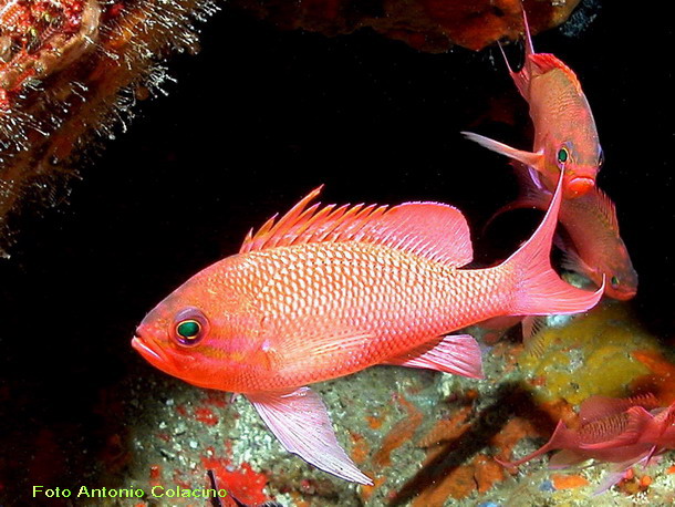 BBASJPEG Anthias anthias.jpg